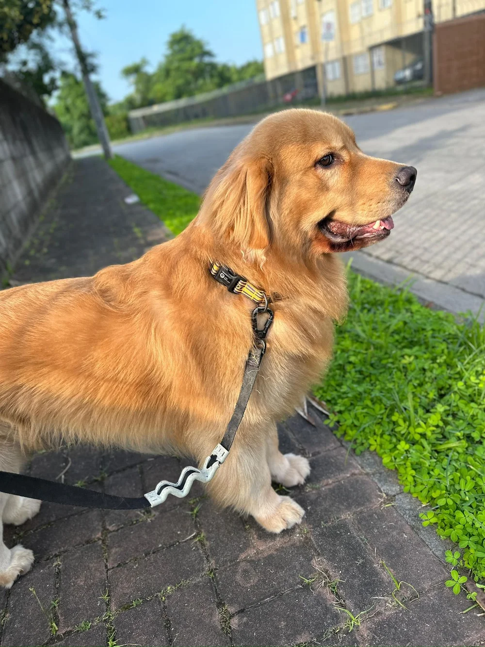 Buck durante o tratamento