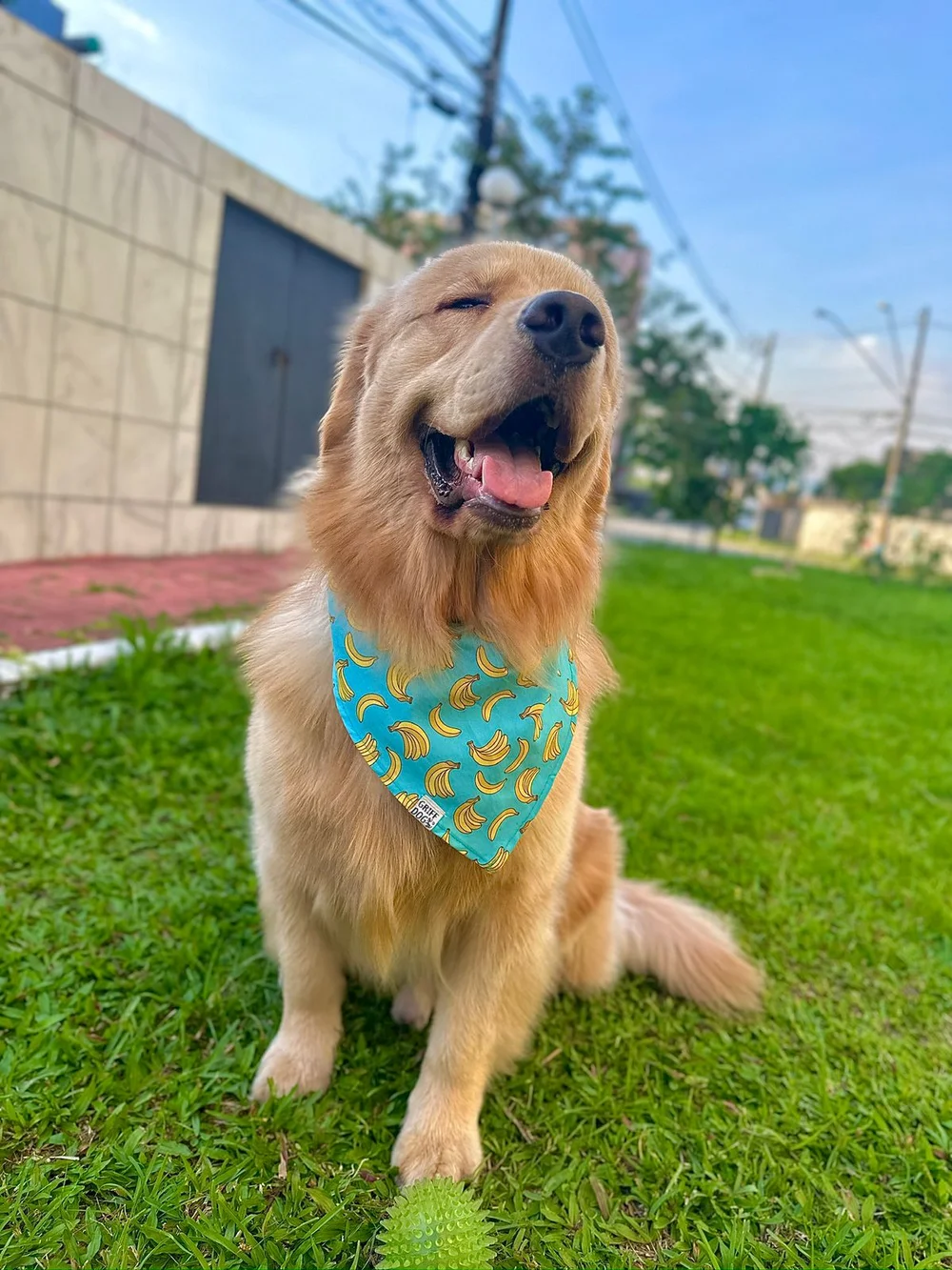 Buck precisando de cuidados