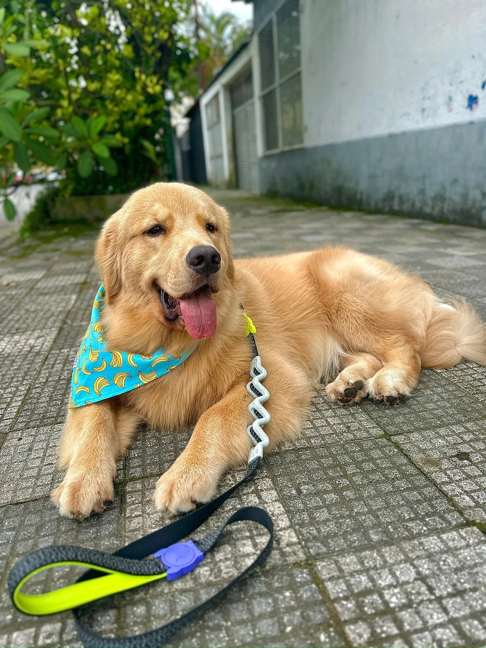 Buck em um retrato especial